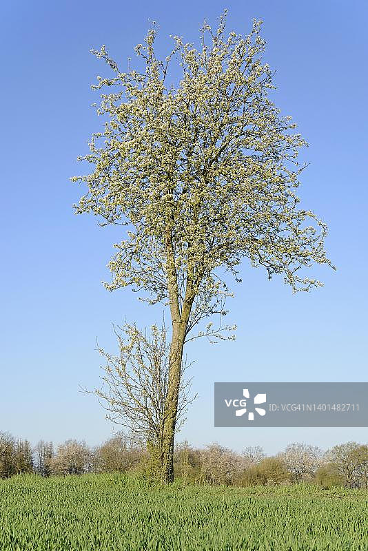 梨树，德国北莱茵-威斯特法伦州图片素材