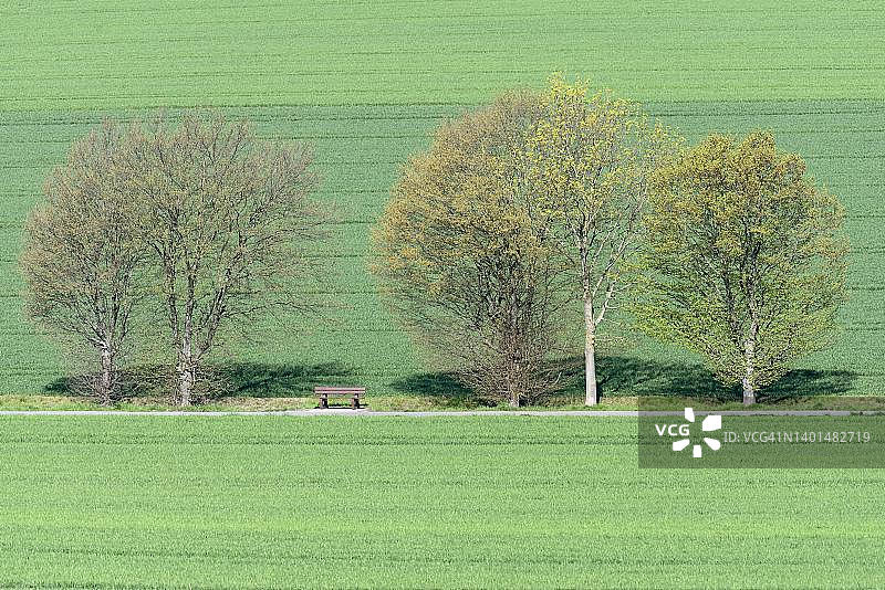农场小路上落叶树之间的休息长椅，绿色田野，德国北莱茵-威斯特法伦州图片素材