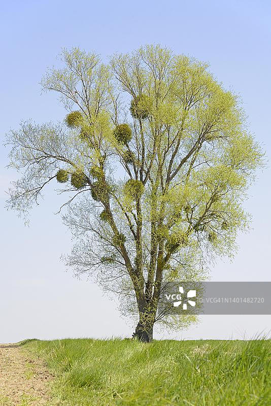 德国北莱茵-威斯特法伦的白杨树与槲寄生图片素材