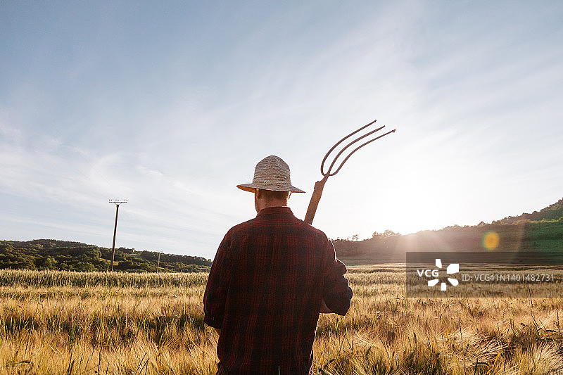 农民查看麦田里的庄稼图片素材