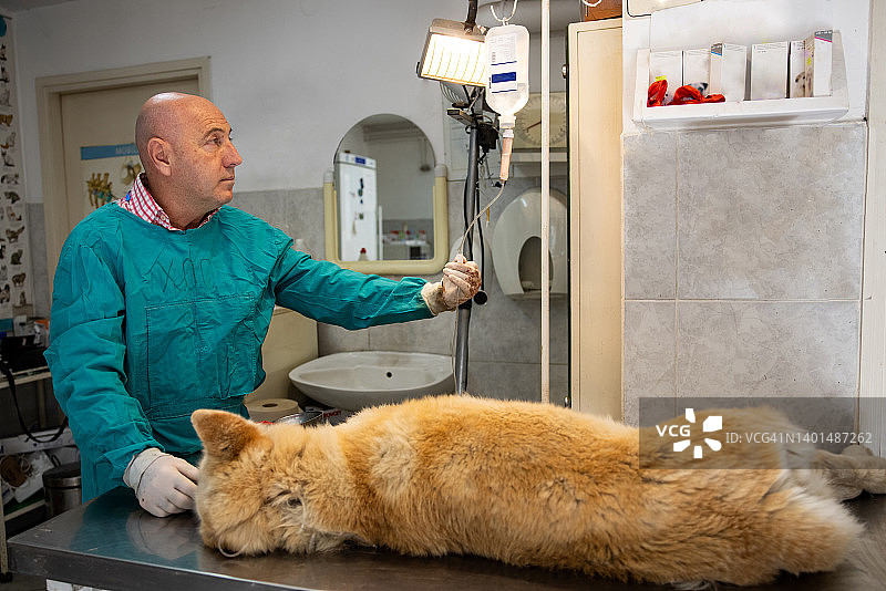 年长的男兽医在术后为秋田犬调整输液图片素材