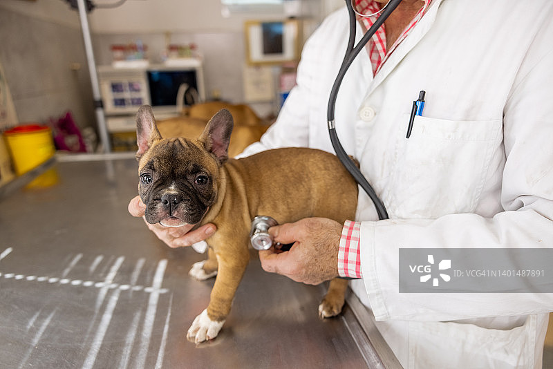 白人兽医用听诊器听法国斗牛犬幼犬的心跳图片素材