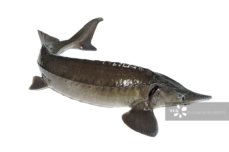 白色背景上的大鲟鱼与复制空间隔离，并放置文本剪切图片素材