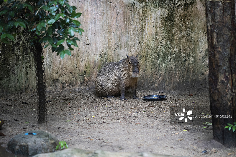 池塘里的大水豚图片素材