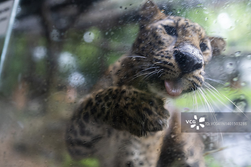 在绿色田野上行走的近距离美洲虎图片素材