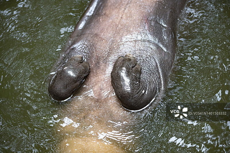 在池塘中放松漂浮的小河马图片素材