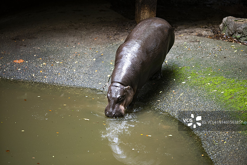 在池塘中放松漂浮的小河马图片素材