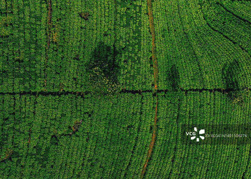 斯里兰卡努瓦拉埃利亚茶园的无人机航拍视角图片素材