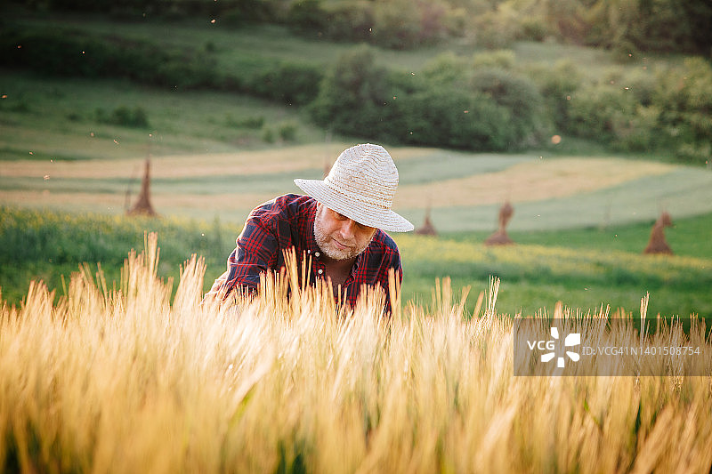 农民检查小麦田里的作物图片素材