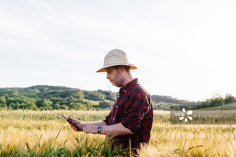 现代化农民在麦田里使用平板电脑图片素材