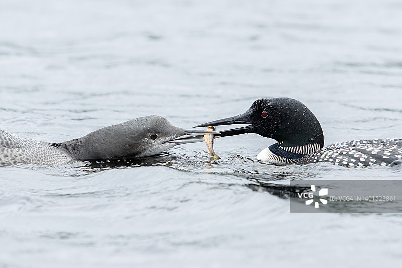普通潜鸟给幼鸟喂鱼图片素材