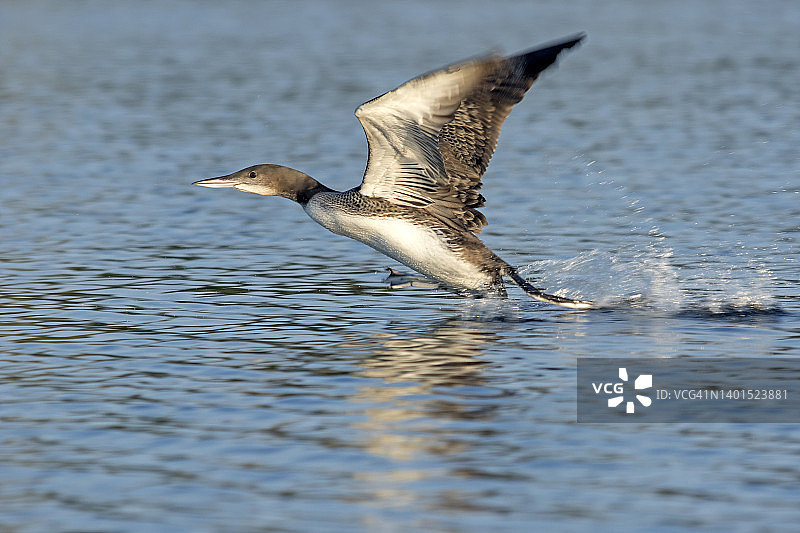 两个月大的普通潜鸟起飞图片素材