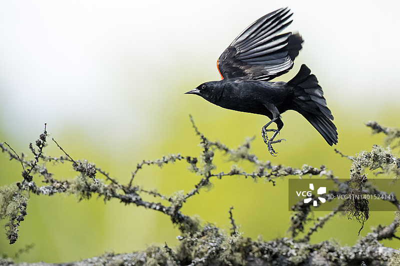 飞行中的雄性红翅黑鸟图片素材
