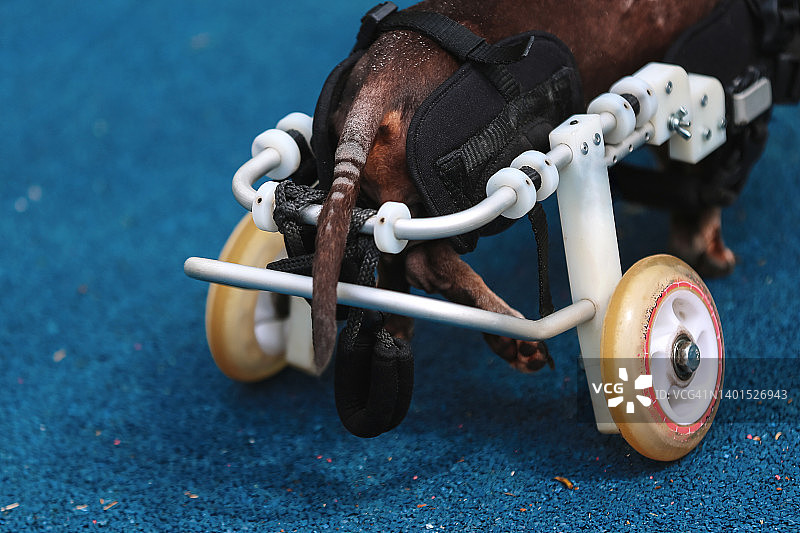 裁剪视角：残疾老年腊肠犬在操场上用轮椅行走，后视图图片素材