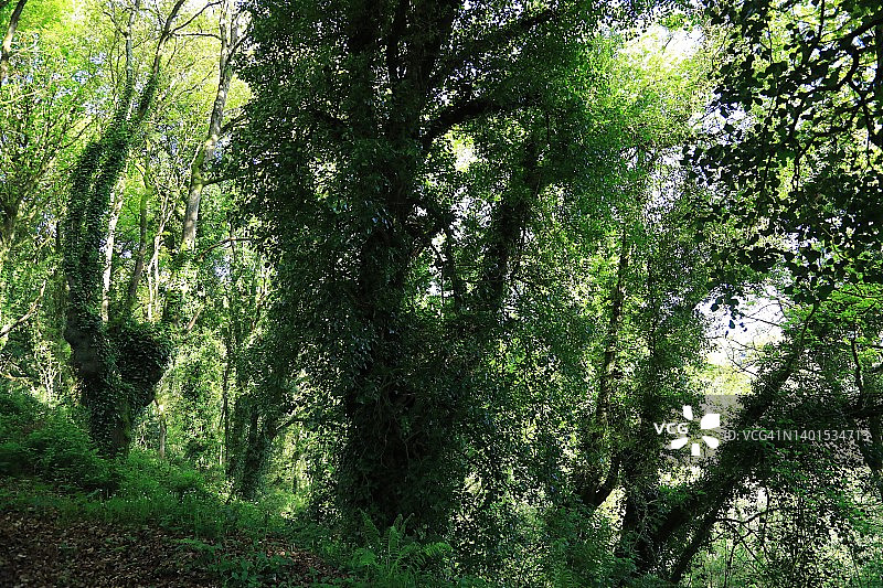西班牙林地森林图片素材