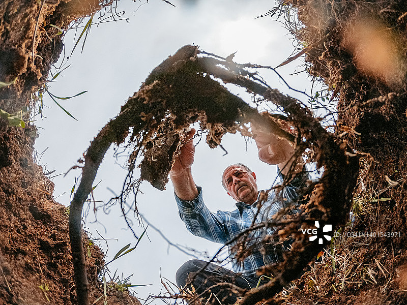 年长男人在地上挖坑种树图片素材