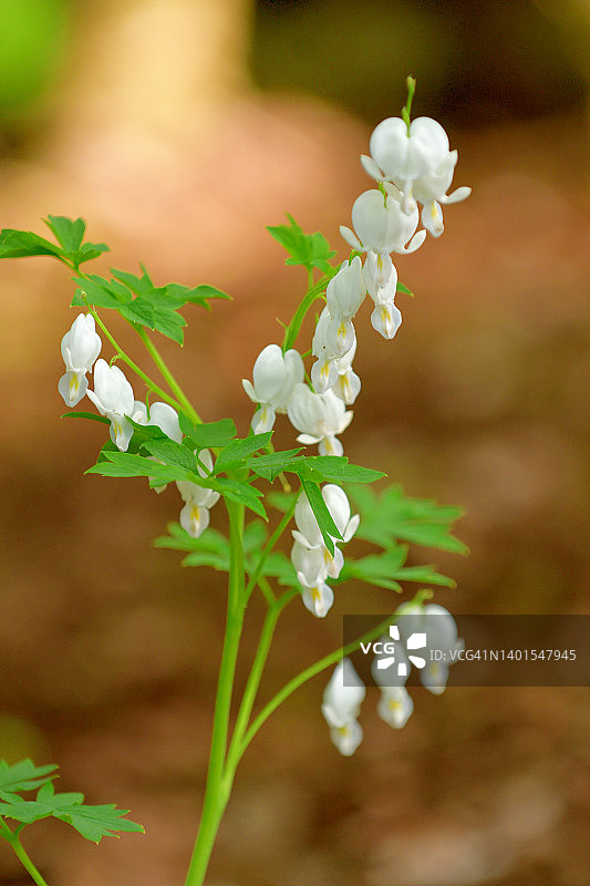 美丽荷包牡丹/荷包牡丹/琴：白花图片素材