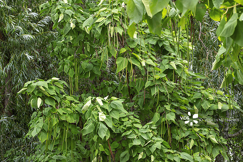 城市公园心形梓树叶和豆荚的绿色自然背景特写图片素材