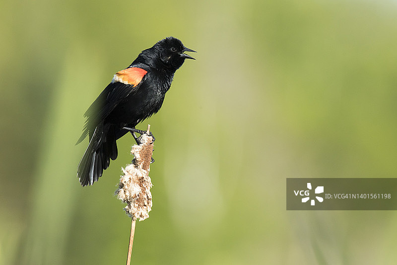 栖息在树上歌唱的雄性红翅黑鹂，领地展示图片素材