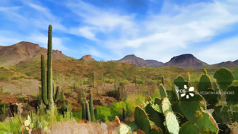 画布上的索诺兰图片素材