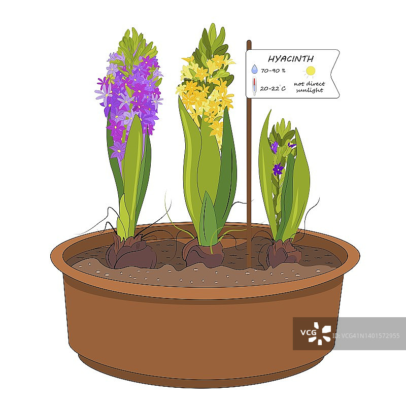 风信子家庭花园图片素材