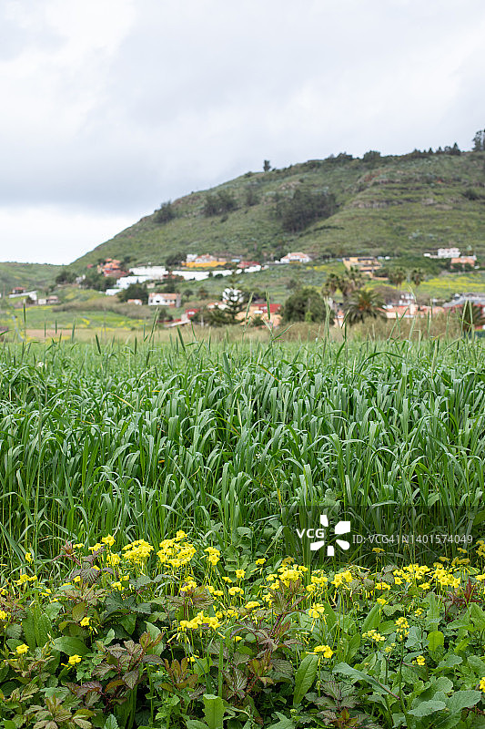 拉拉古纳乡村风光图片素材