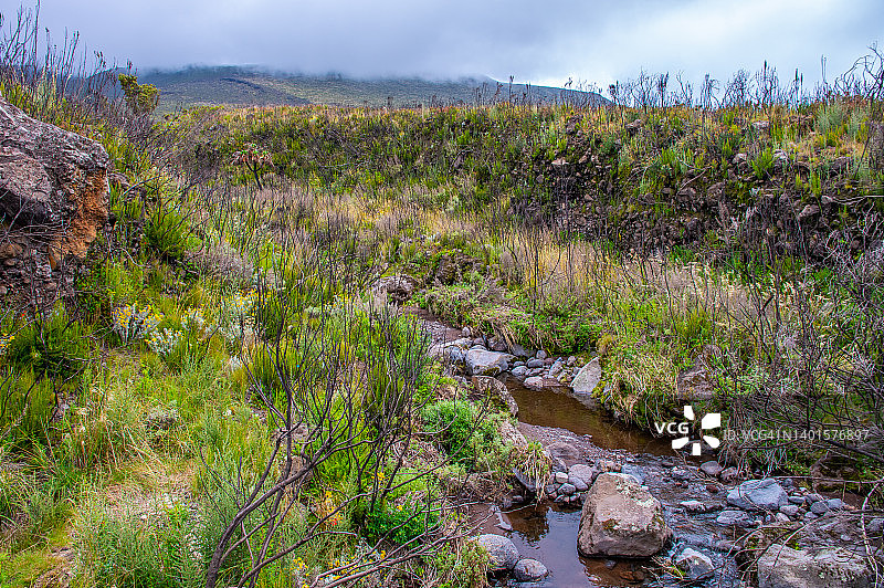 乞力马扎罗山河流与溪流：从曼达拉小屋营地到霍隆博小屋营地路线，石楠与荒地带，坦桑尼亚图片素材