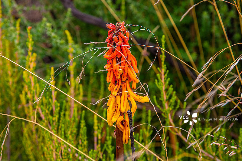 乞力马扎罗山火把百合图片素材