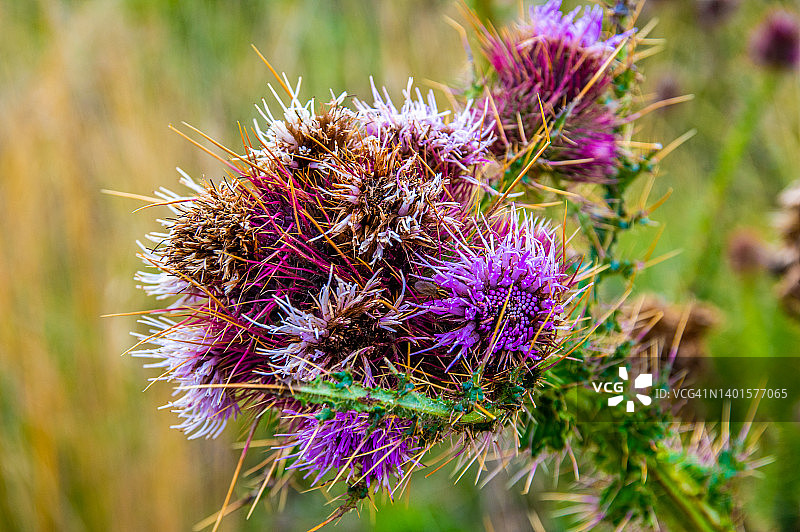 喀拉多花，乞力马扎罗山，从曼达拉小屋营地到霍隆博小屋营地的路线，石楠和荒地带，乞力马扎罗山，坦桑尼亚图片素材