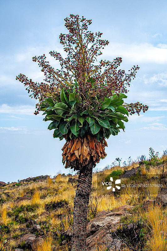 乞力马扎罗山的千里光，从曼达拉小屋营地到霍罗姆博小屋营地的路线，希瑟和荒地带，坦桑尼亚乞力马扎罗山图片素材