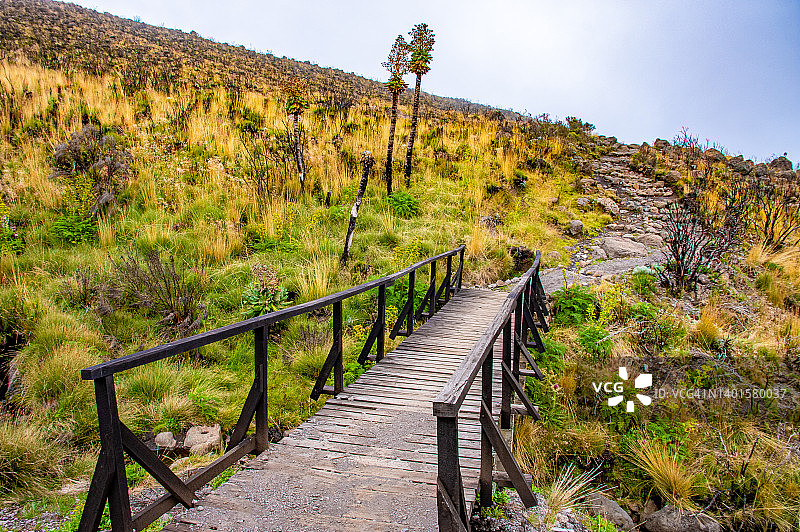通往乞力马扎罗山的桥梁，从曼达拉小屋营地到霍隆博小屋营地的路线，希瑟和荒地带，坦桑尼亚乞力马扎罗山图片素材