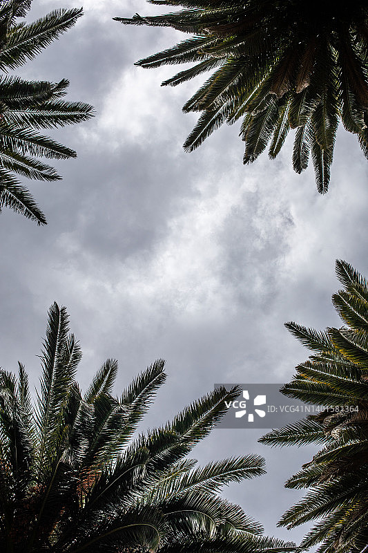 旅行摄影：四棵棕榈树图片素材