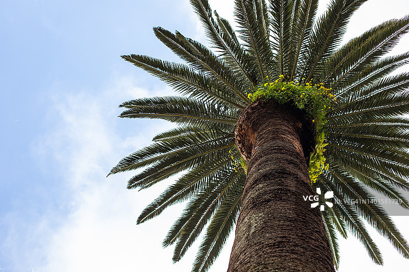 开花的棕榈树图片素材