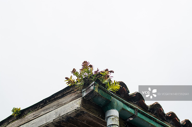 乡村房屋屋顶上的排水沟图片素材