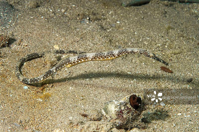 红海的舒尔茨海龙图片素材