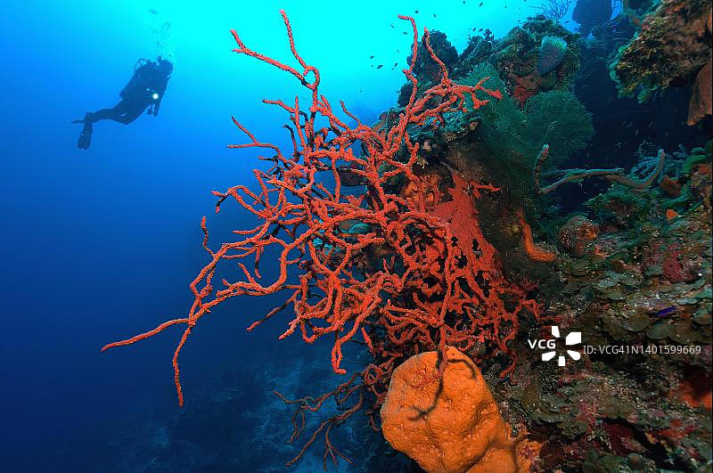 珊瑚礁墙壁上的红色毒指海绵图片素材
