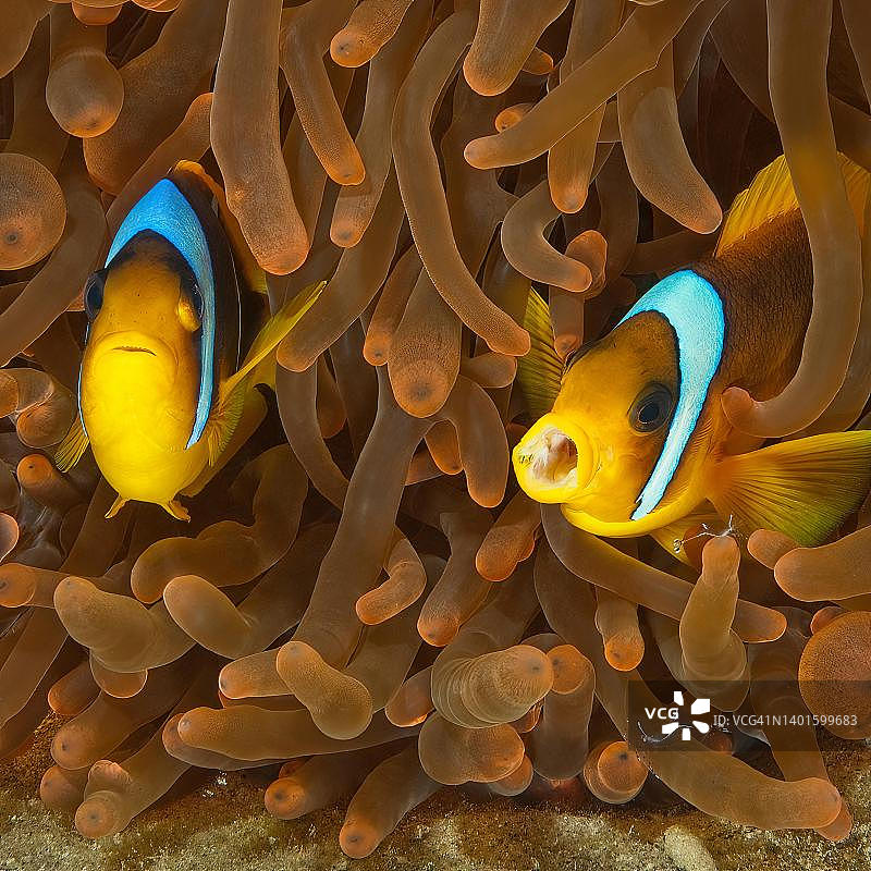 红海双带小丑鱼和壮丽海葵图片素材