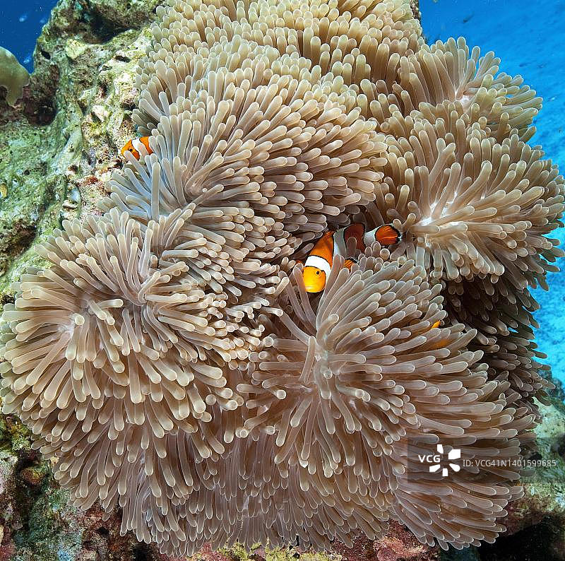 印度洋马尔代夫的眼斑海葵鱼藏在巨大地毯海葵触须中图片素材