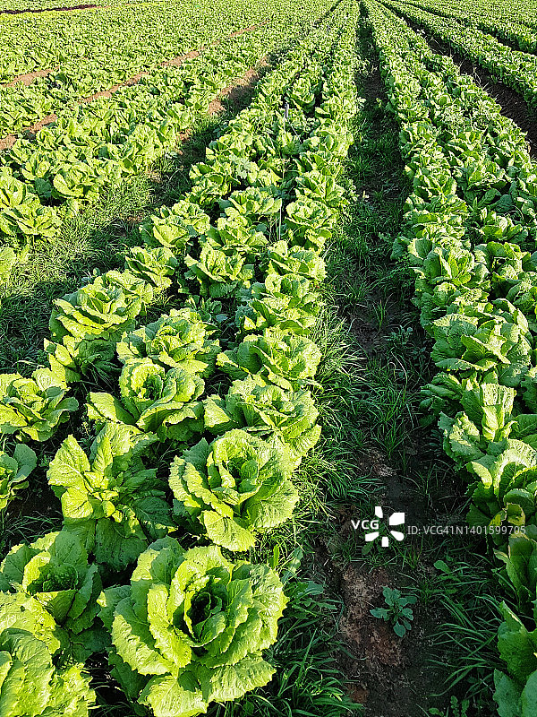 阳光明媚的生菜田透视图片素材