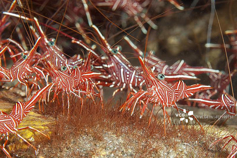 印度洋马尔代夫的驼虾群图片素材