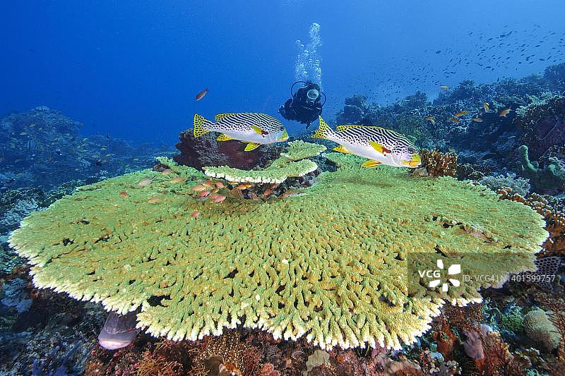 线纹胡椒鲷游弋于珊瑚礁，背景为潜水员，印度尼西亚弗洛勒斯海域图片素材