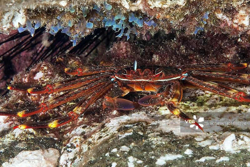 红岩蟹（Grapsus adscensionis）水下照片，加那利群岛，西班牙东部大西洋图片素材