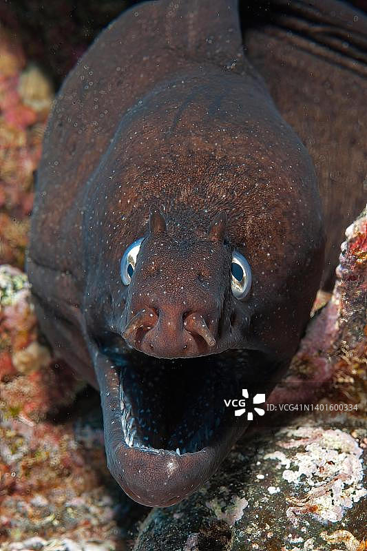 黑海鳝（Muraena augusti）头部特写，加那利群岛，西班牙图片素材