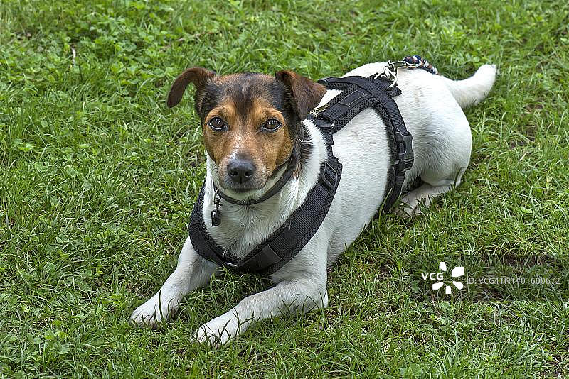 德国巴伐利亚草地上的杰克罗素梗犬图片素材