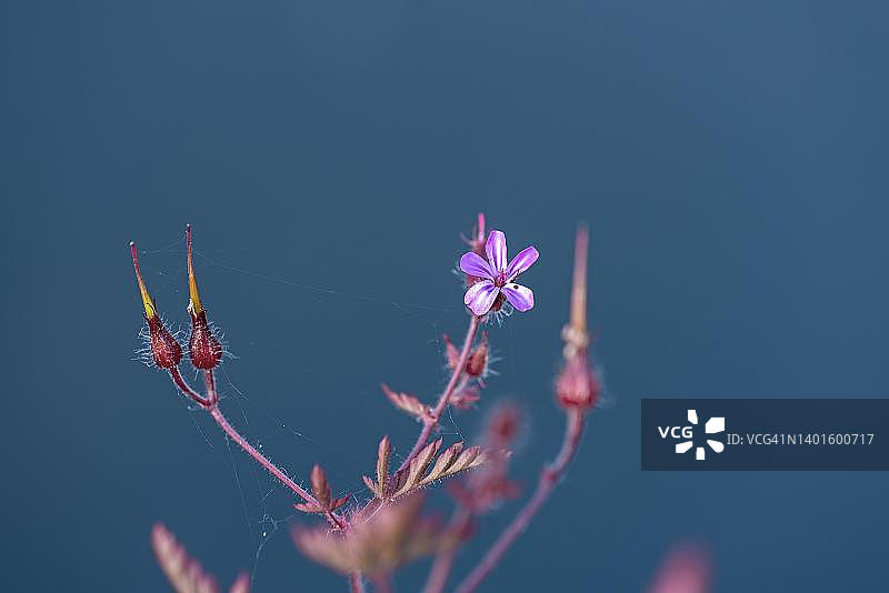德国巴伐利亚的鹳草图片素材