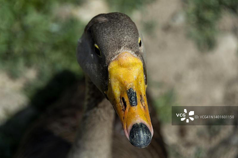 鸭子的喙，法国图片素材