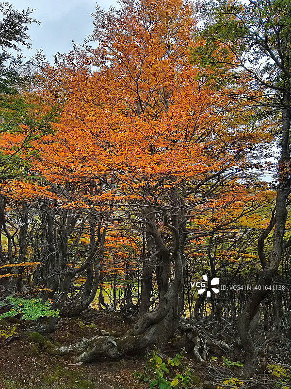 巴塔哥尼亚乌斯怀亚山区秋景图片素材