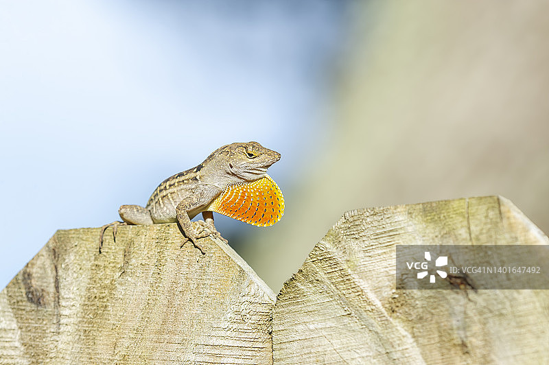 变色蜥图片素材