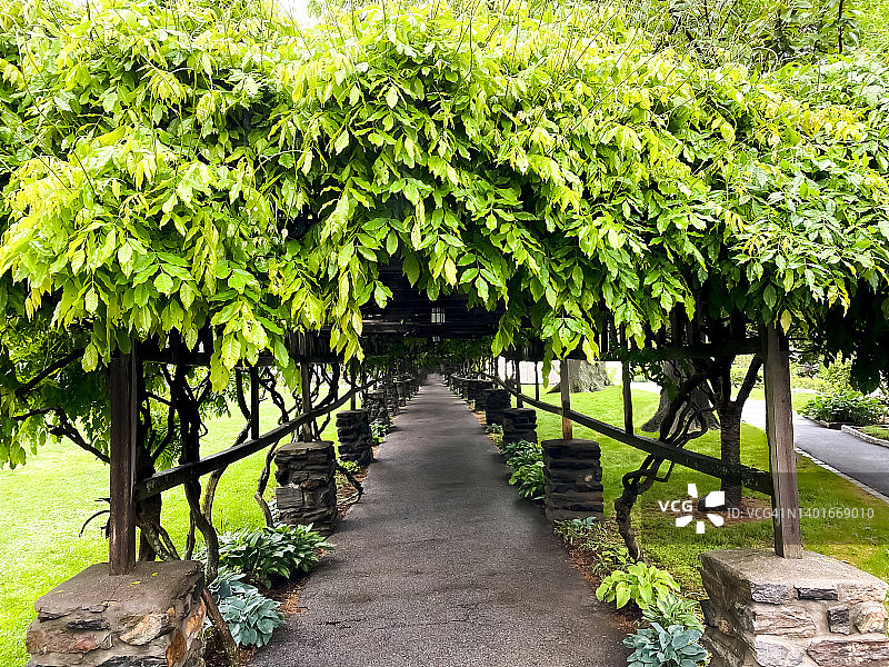 葡萄藤覆盖的棚架拱门走道图片素材