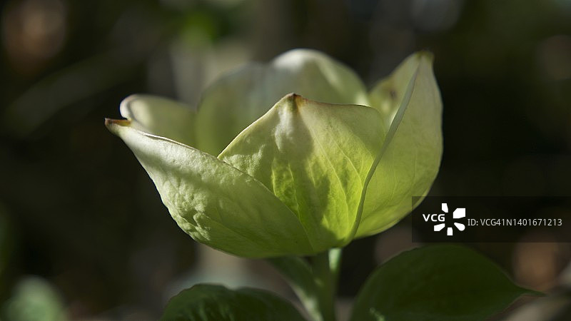 开花的四照花 - 特写图片素材